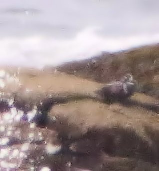 Harlequin Duck - ML63416181