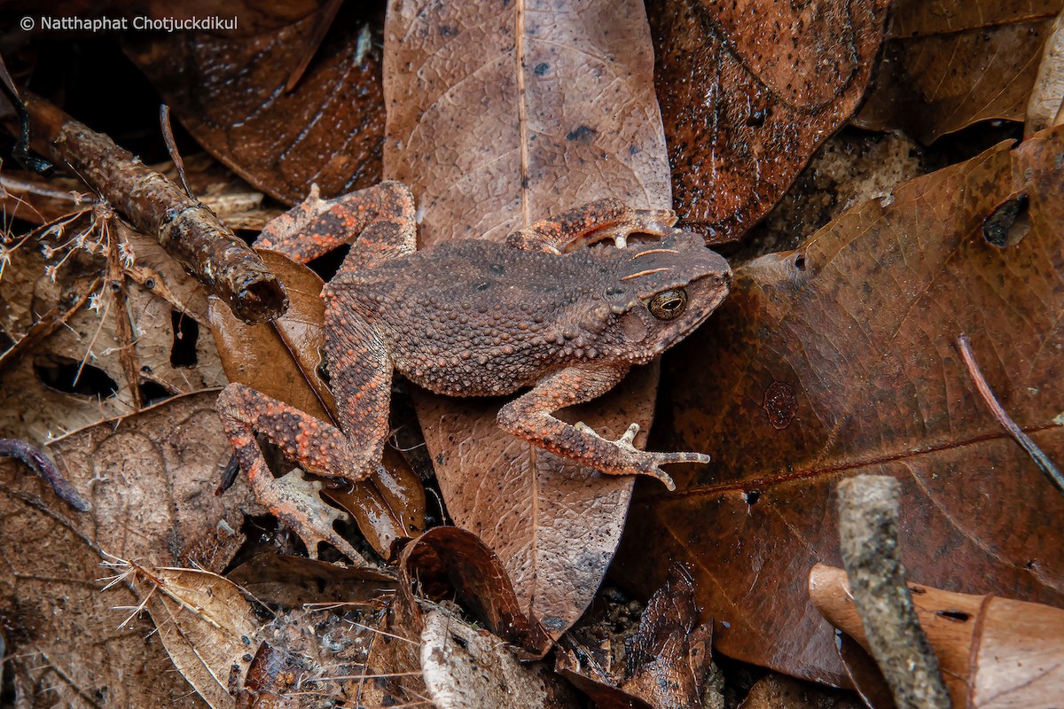 Lesser Toad - ML634161989
