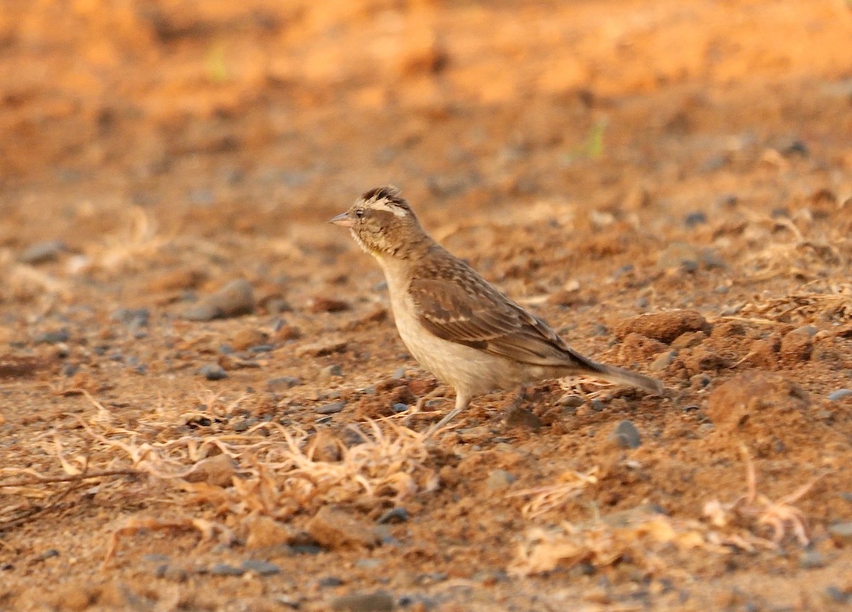 Yellow-throated Bush Sparrow - ML634162005