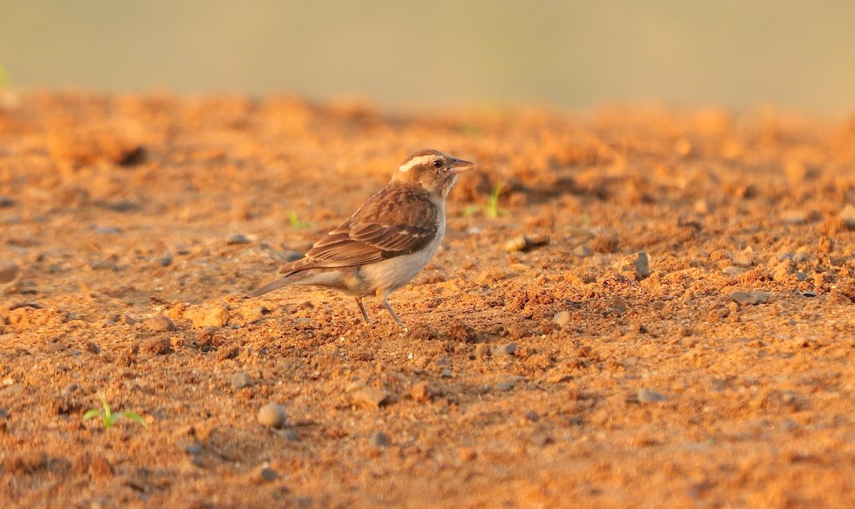 Yellow-throated Bush Sparrow - ML634162006