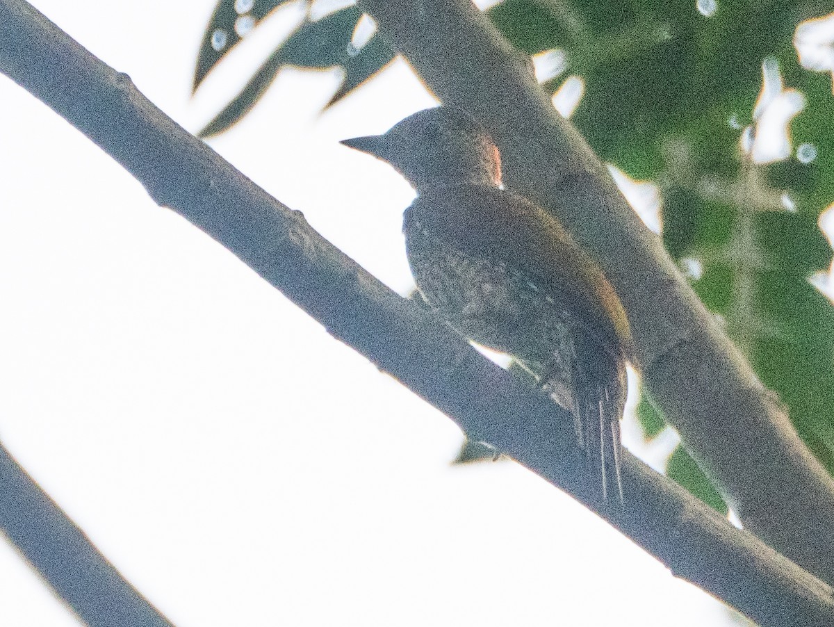 Buff-spotted Woodpecker - ML634162055