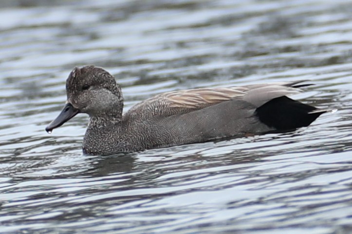 Бор нугас - ML634162196