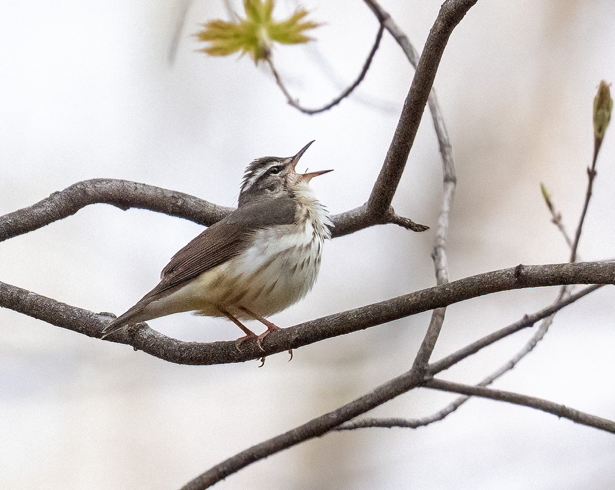 Louisiana Waterthrush - ML634162227