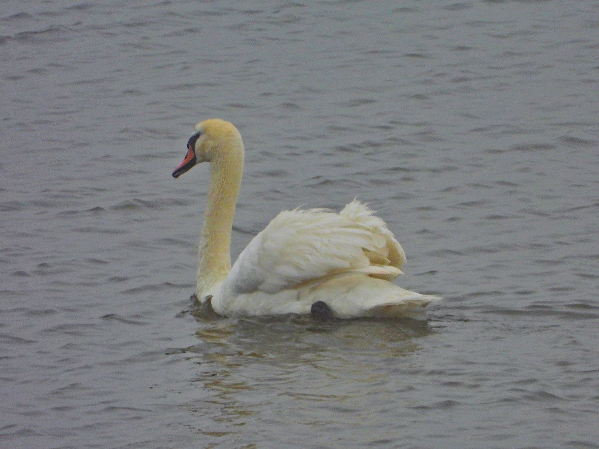 Mute Swan - ML634162398
