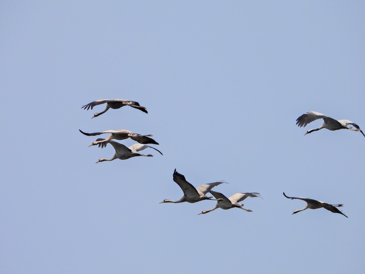 Common Crane - ML634162413