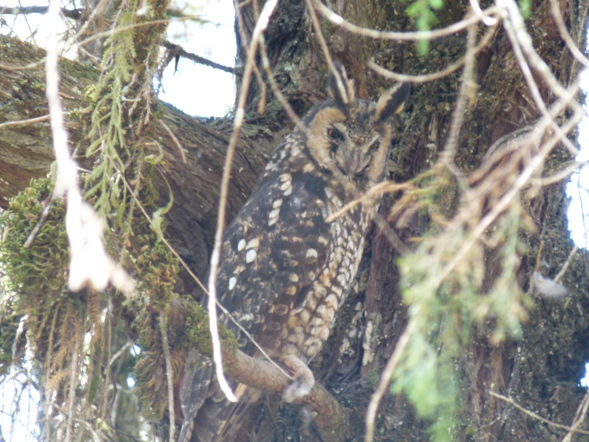 Abyssinian Owl - ML634162455