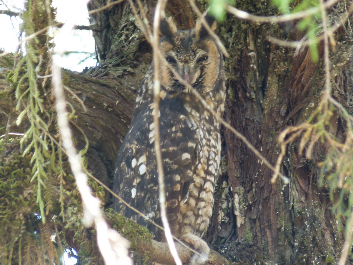 Abyssinian Owl - ML634162456