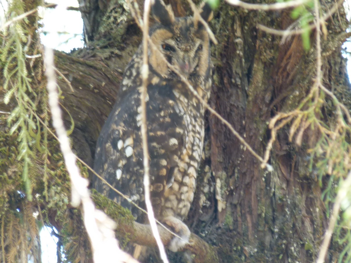 Abyssinian Owl - ML634162457