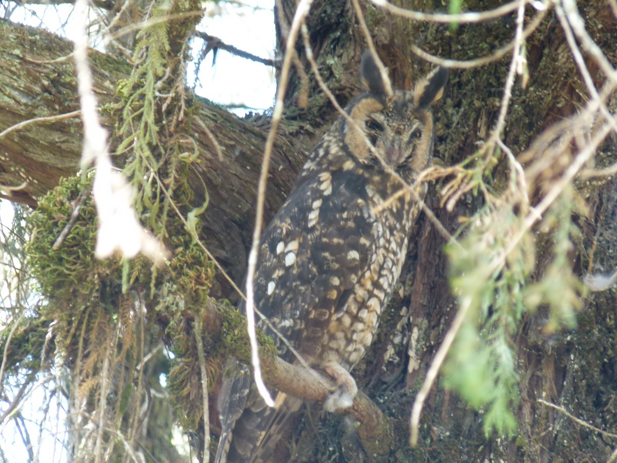 Abyssinian Owl - ML634162458