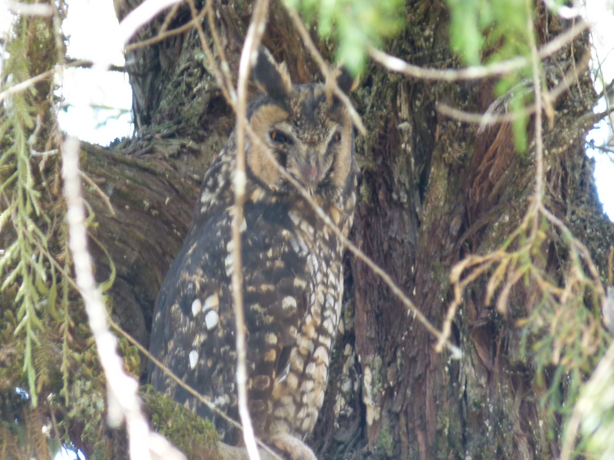 Abyssinian Owl - ML634162459