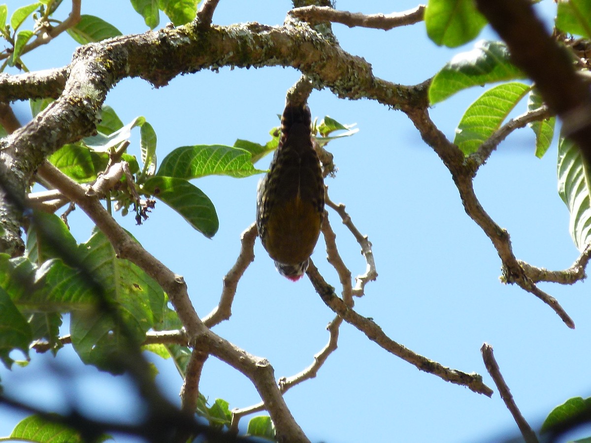 Abyssinian Woodpecker - ML634162495