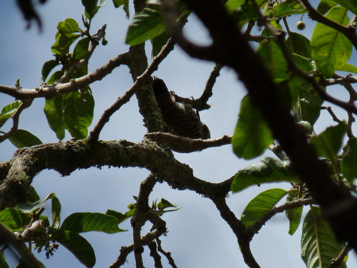 Abyssinian Woodpecker - ML634162497