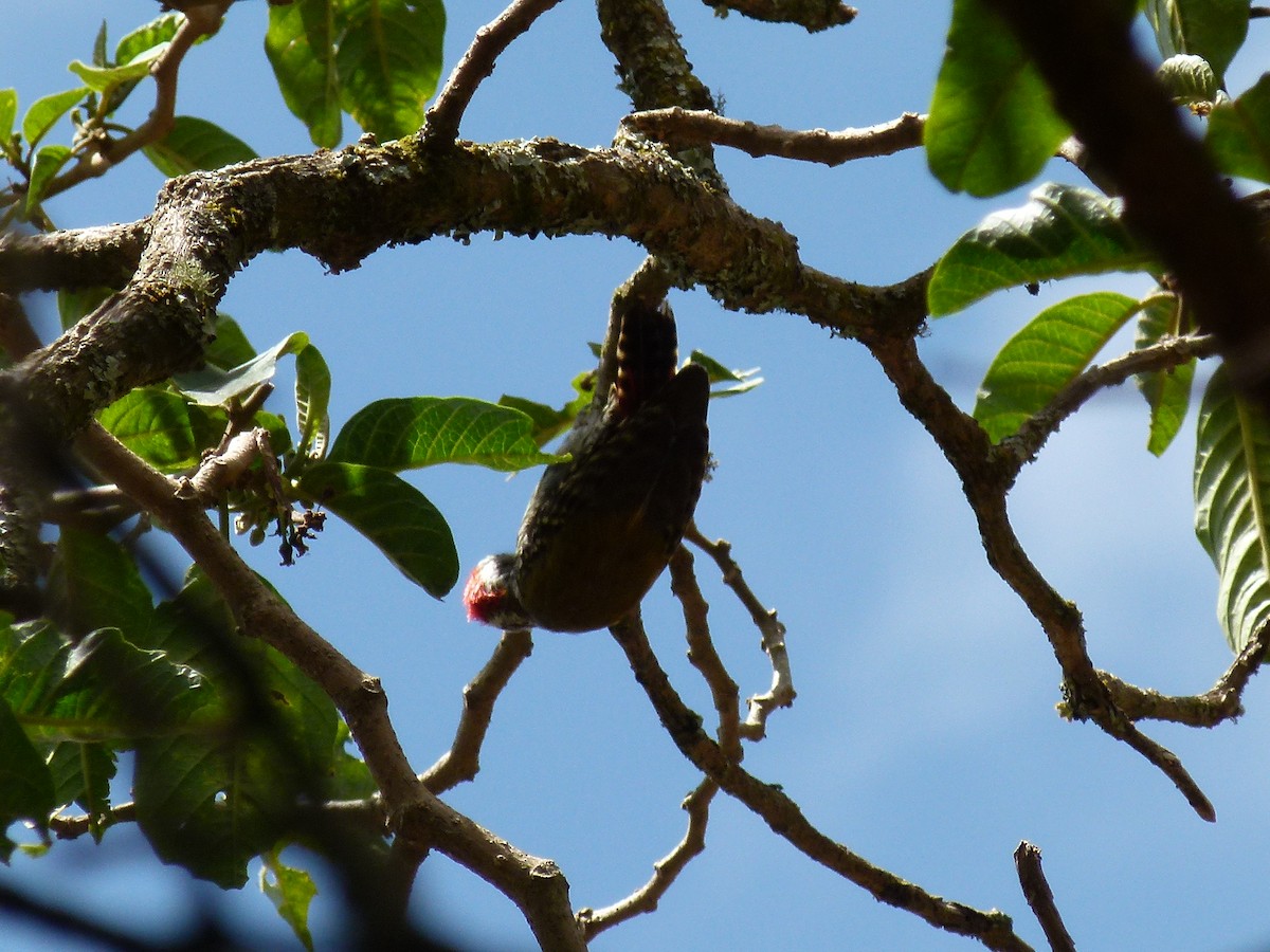 Abyssinian Woodpecker - ML634162498