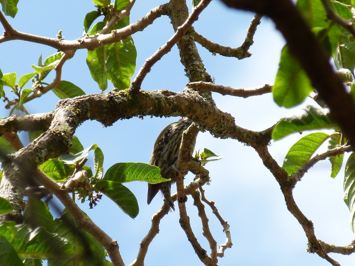 Abyssinian Woodpecker - ML634162499