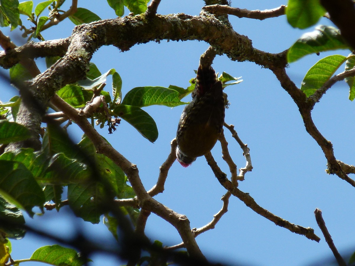 Abyssinian Woodpecker - ML634162500