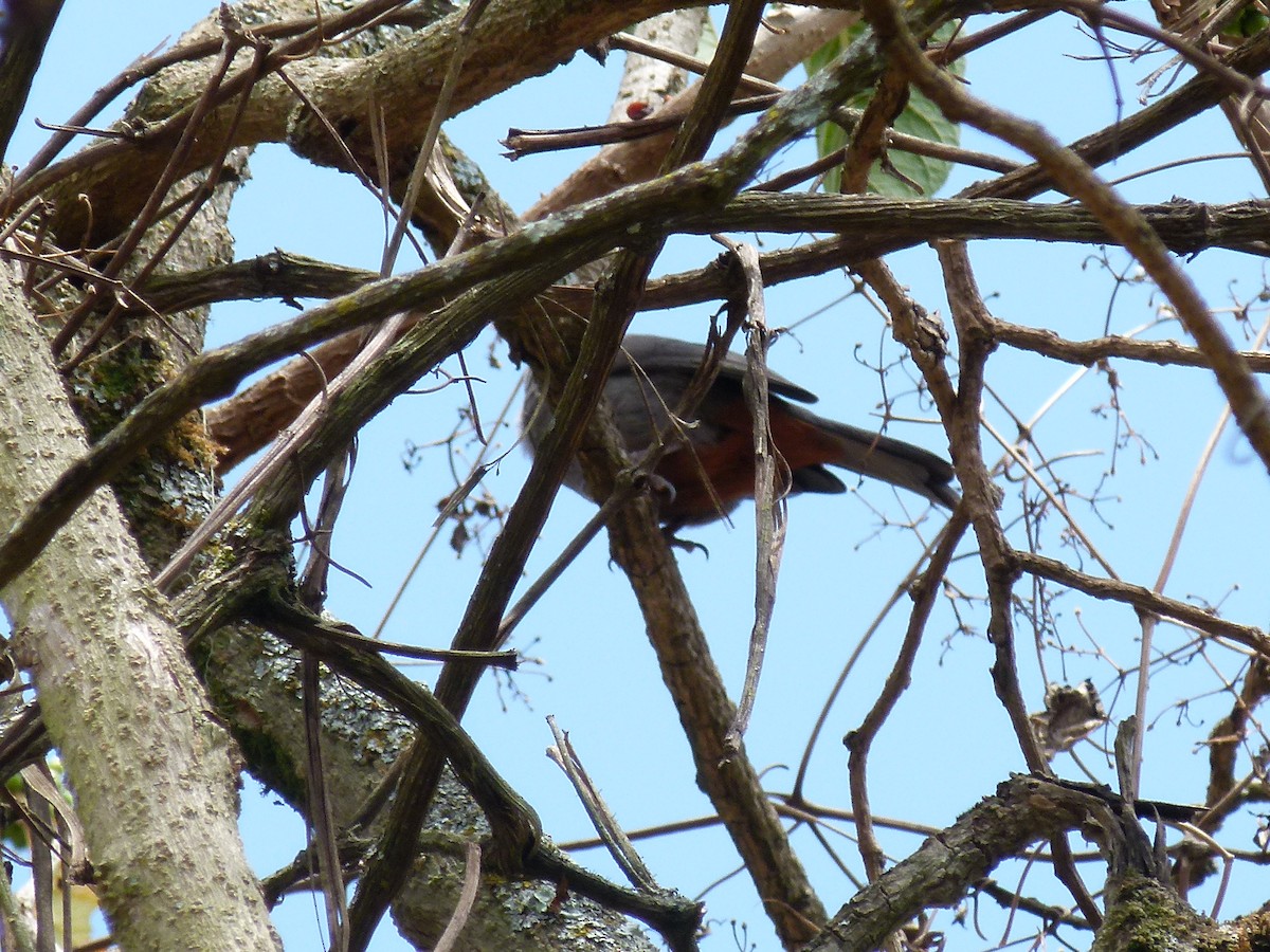 Abyssinian Catbird - ML634162514