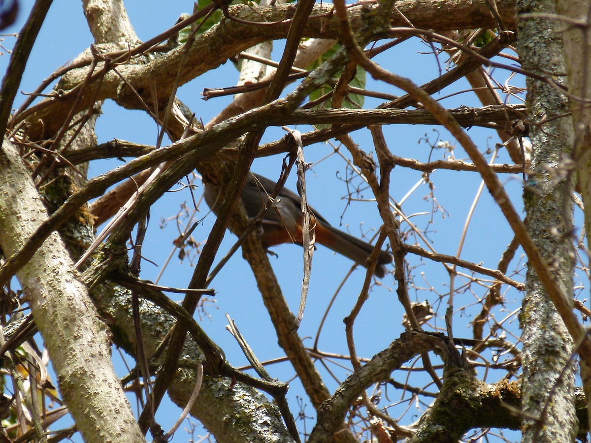 Abyssinian Catbird - ML634162515