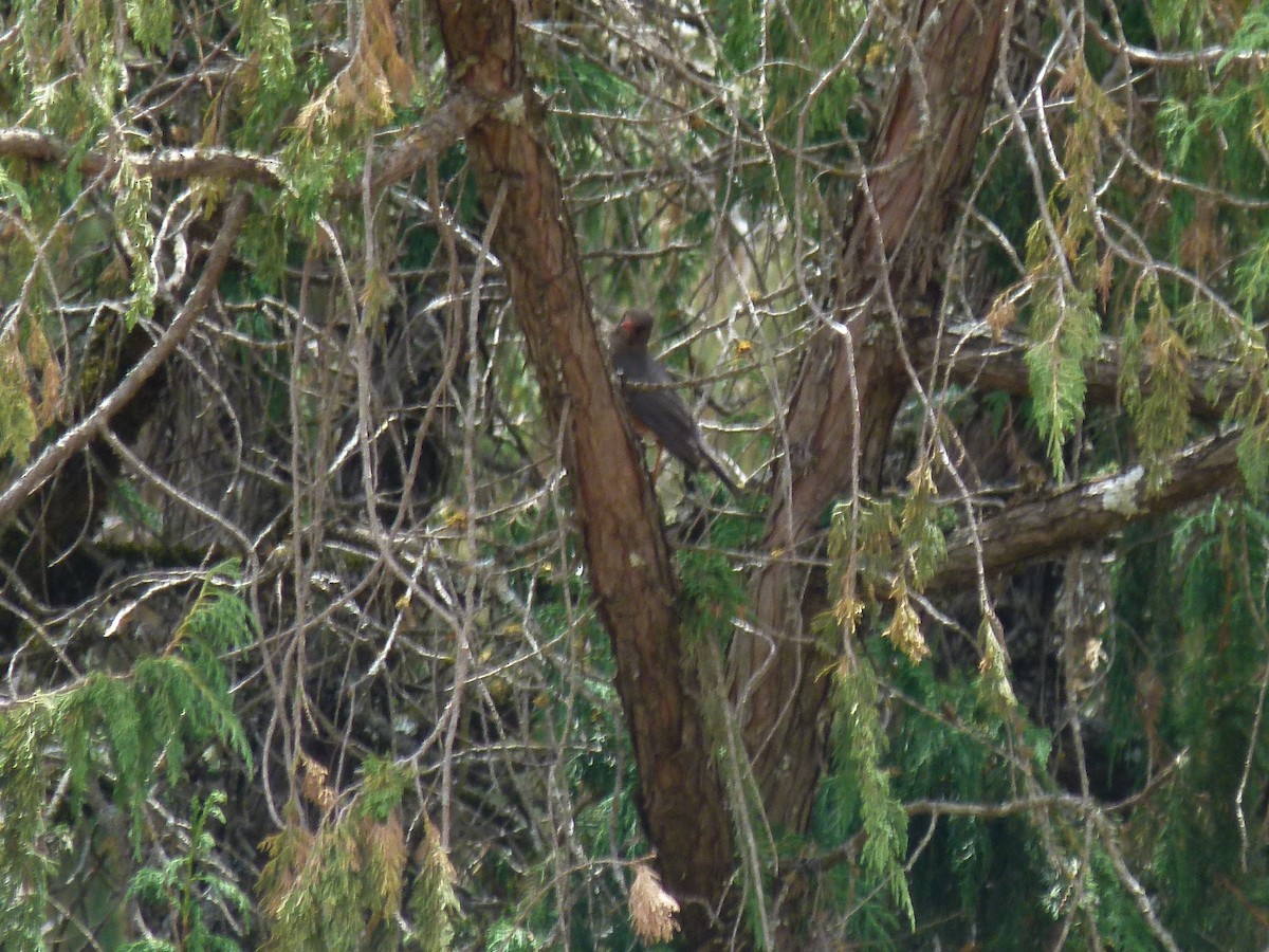 Abyssinian Thrush - ML634162539