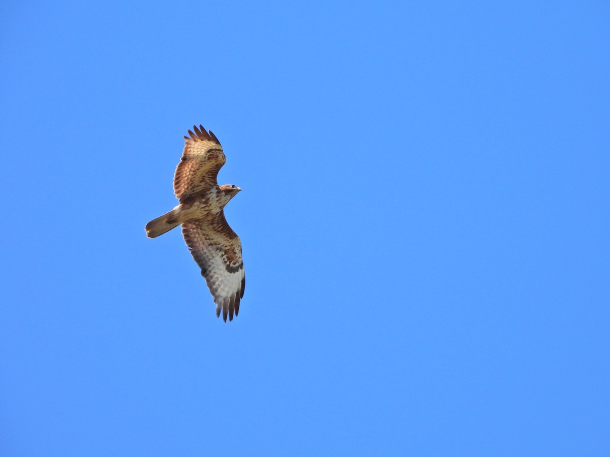 Common Buzzard - ML634162595