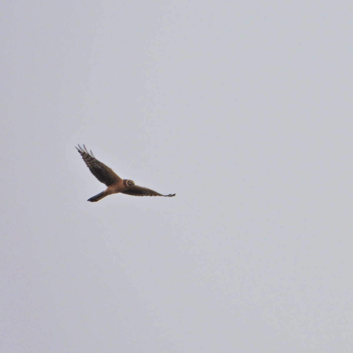 Pallid Harrier - ML634162608