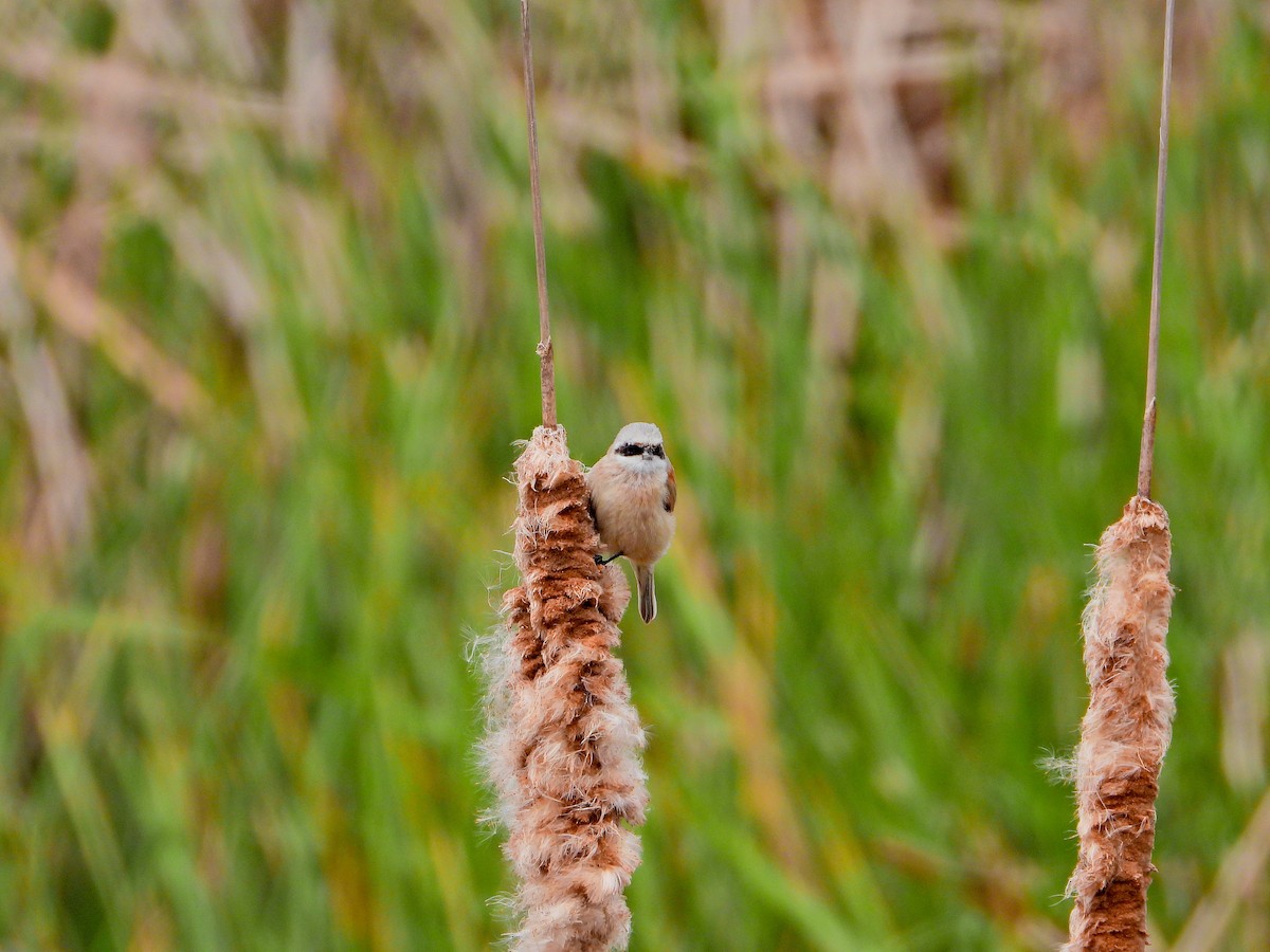 Eurasian Penduline-Tit - ML634162625