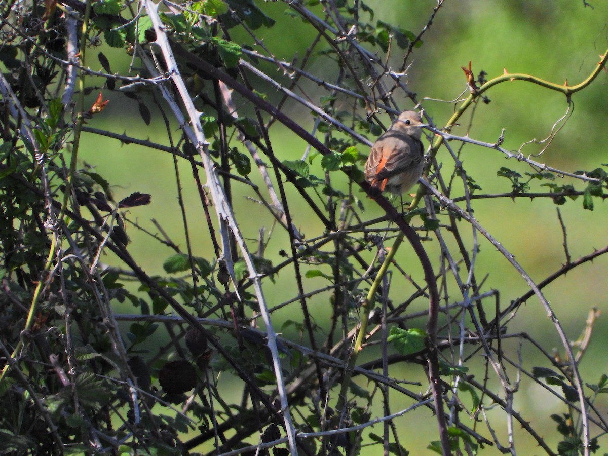 Common Redstart - ML634162665