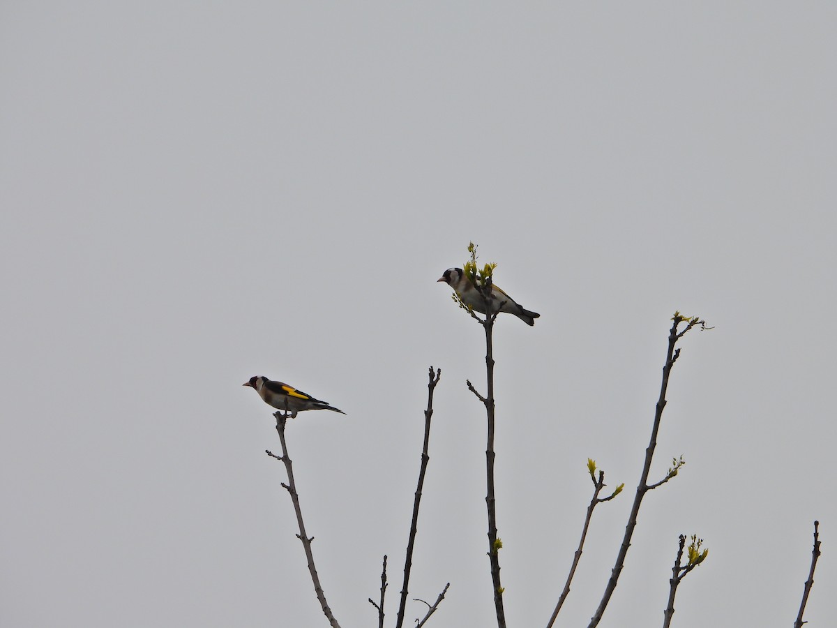 European Goldfinch - ML634162721