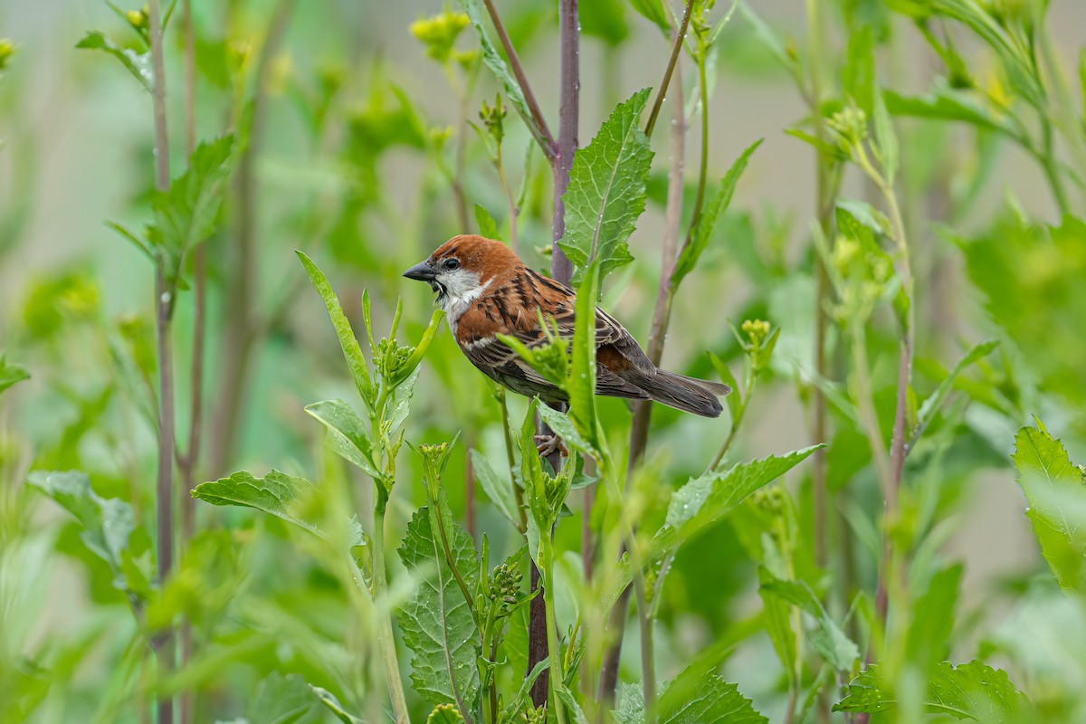 Russet Sparrow - ML634162752