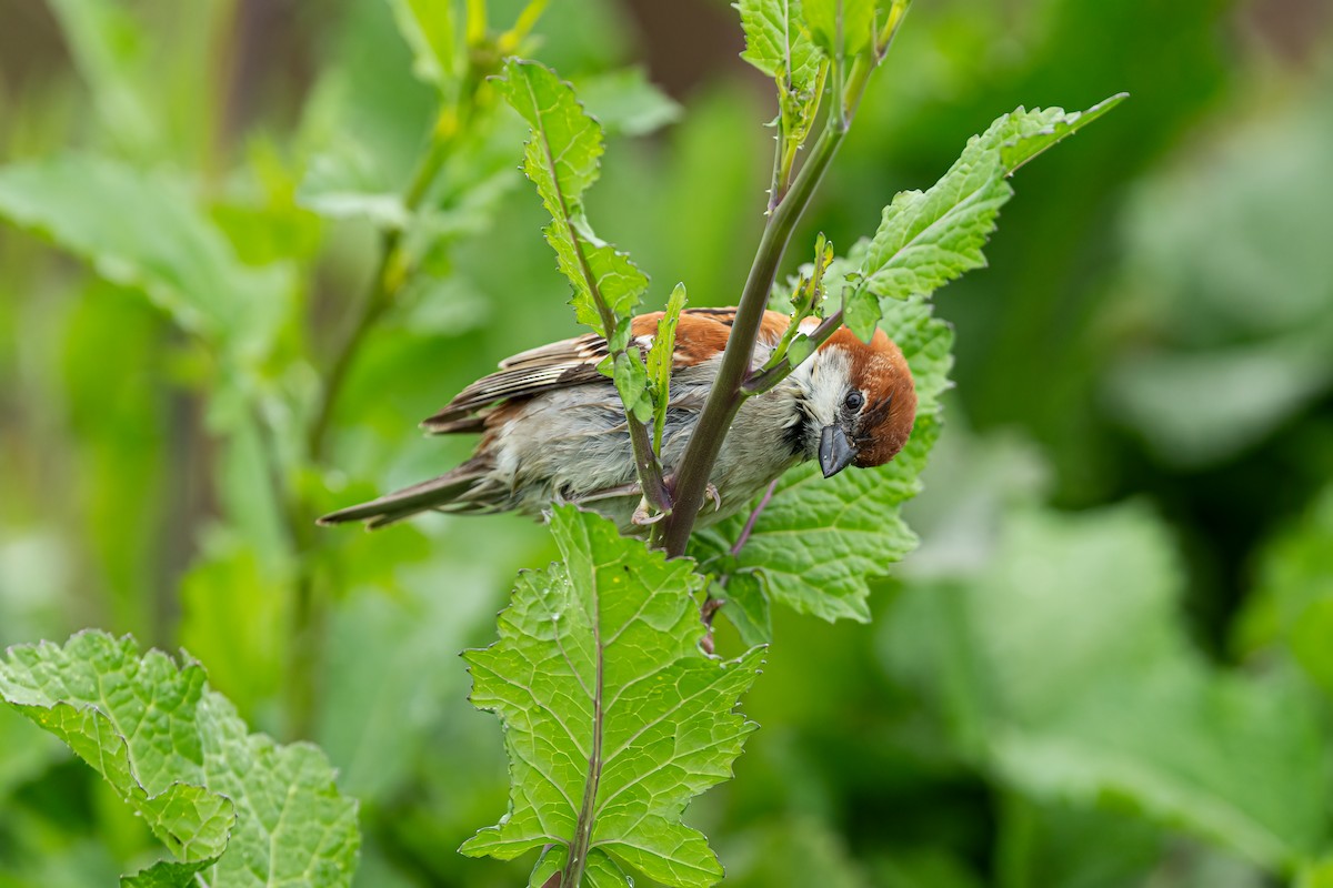 Russet Sparrow - ML634162753
