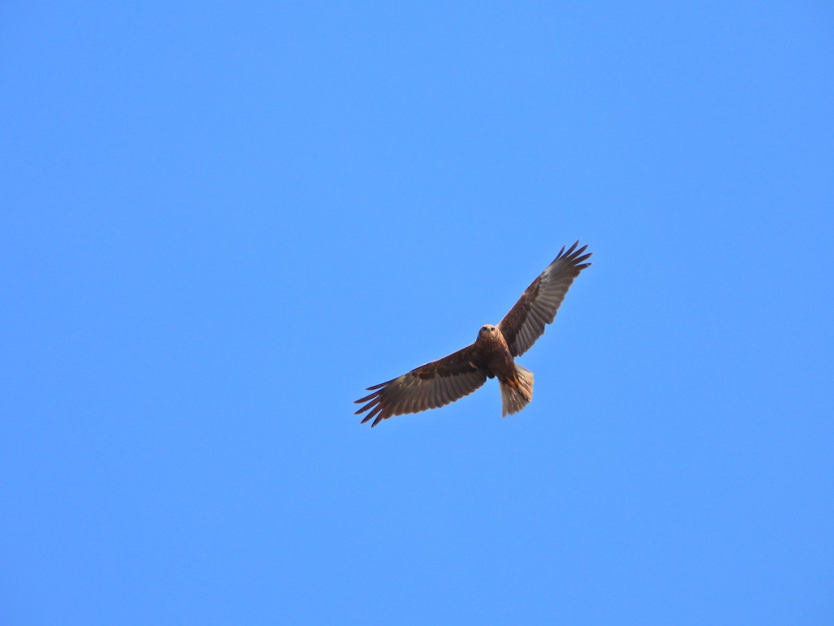 Western Marsh Harrier - ML634162803