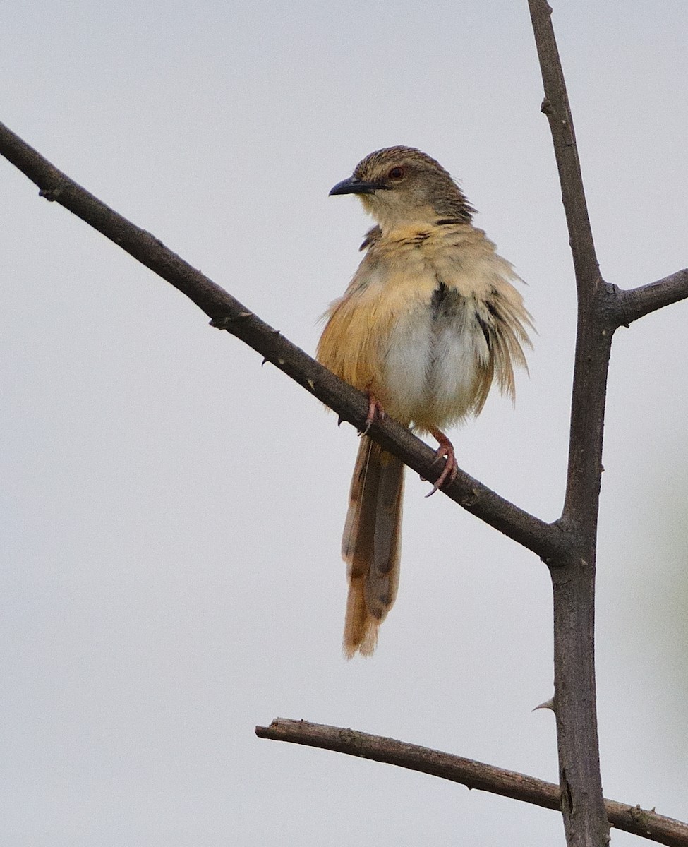 Annam Prinia - ML634162842