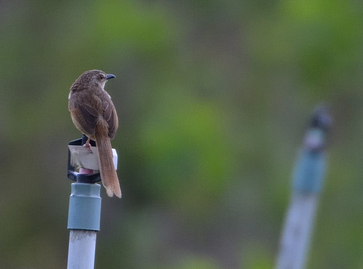 Annam Prinia - ML634162844