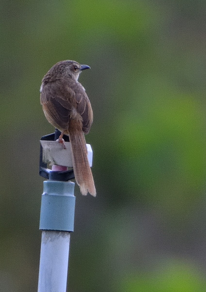 Annam Prinia - ML634162845
