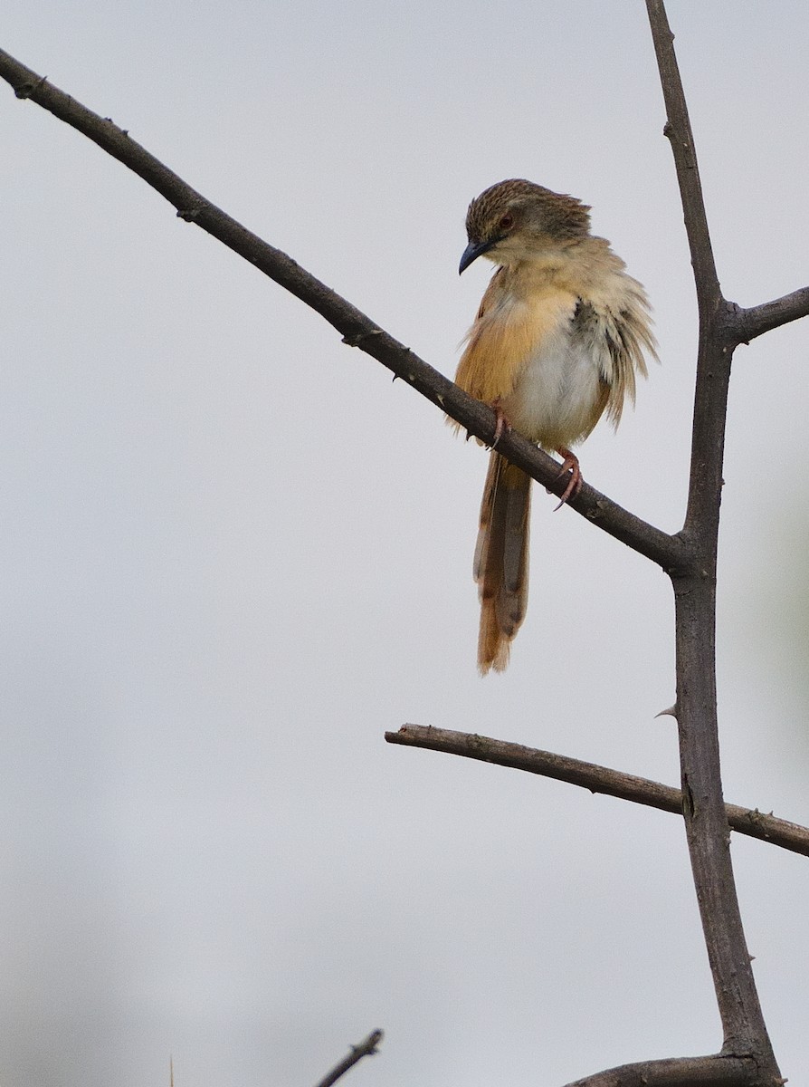 Annam Prinia - ML634162846