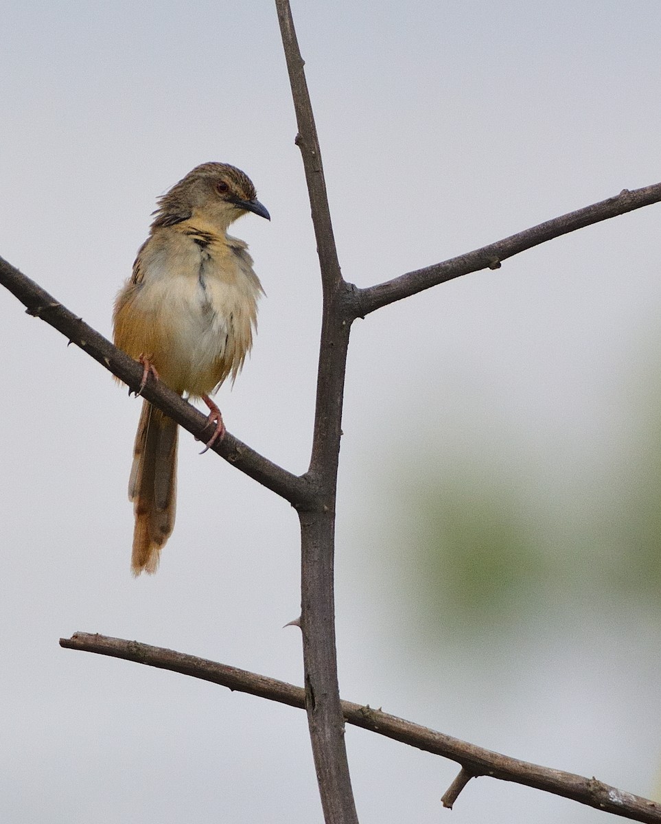 Annam Prinia - ML634162847