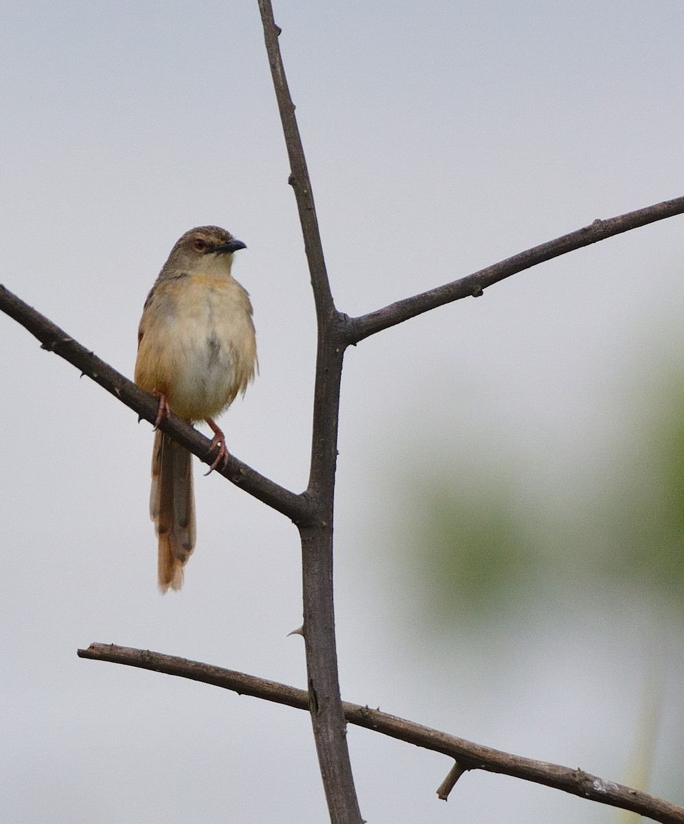 Annam Prinia - ML634162848
