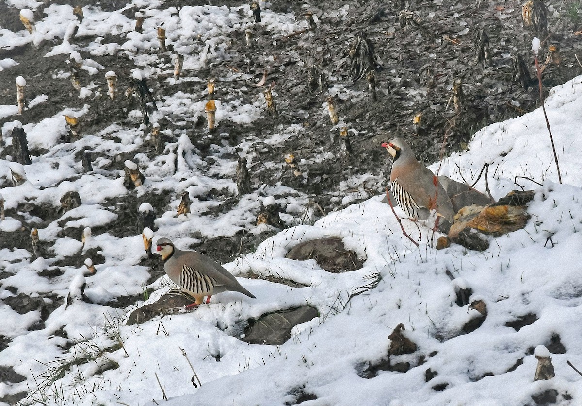 Chukar - ML634162861