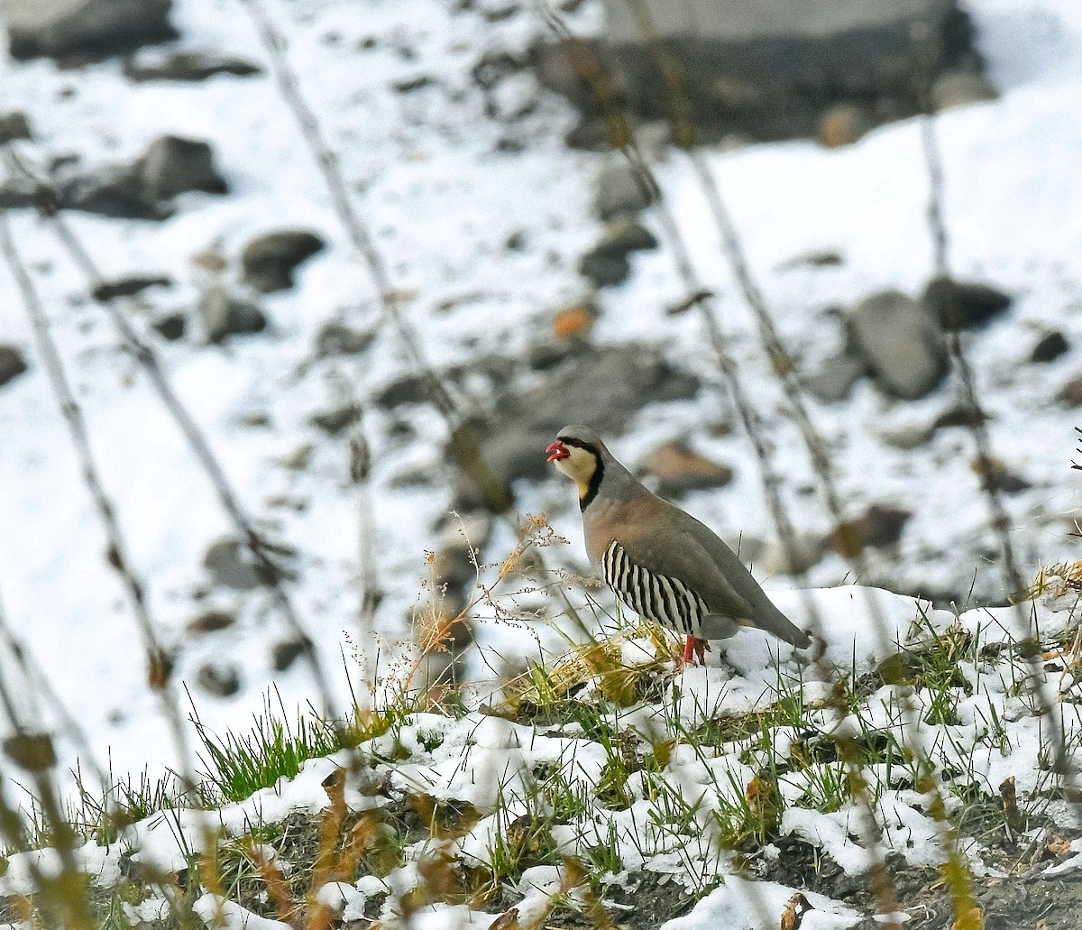 Chukar - ML634162863