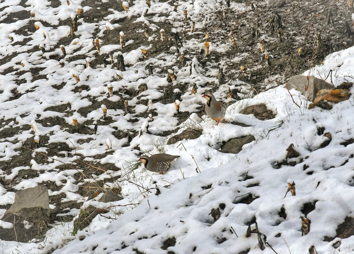 Chukar - ML634162864