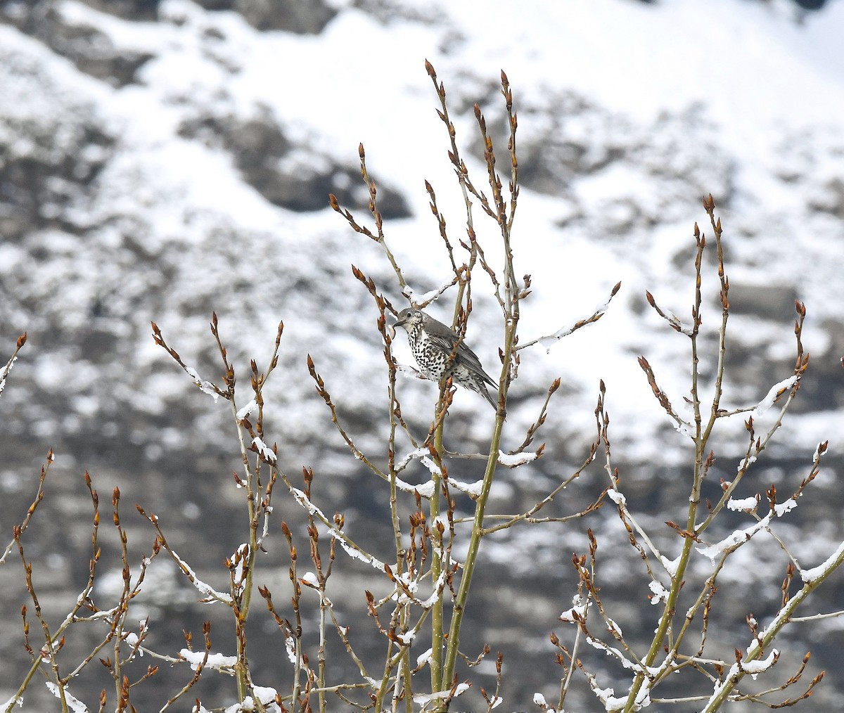 Mistle Thrush - ML634162878