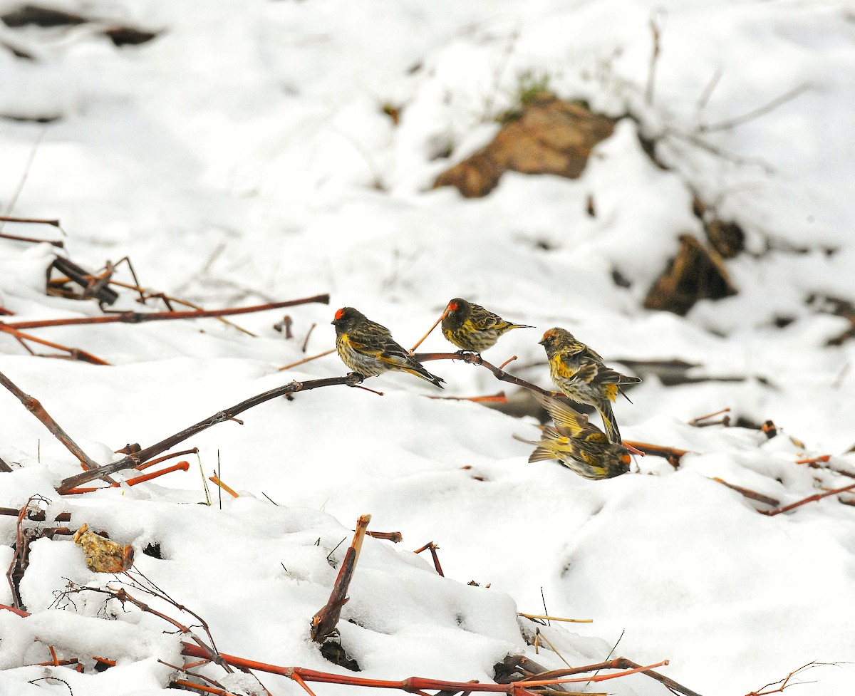 Fire-fronted Serin - ML634162903