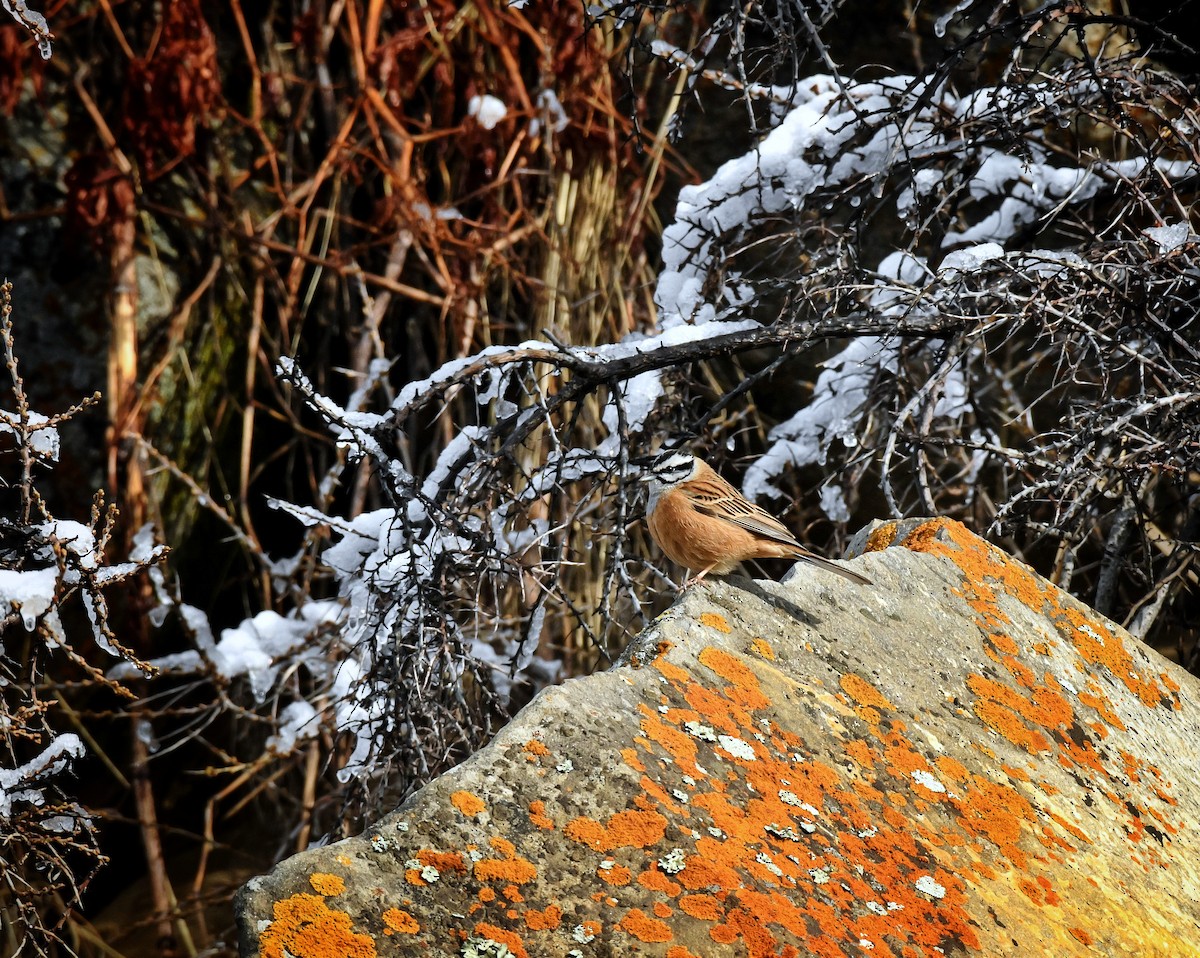 Rock Bunting - ML634162923