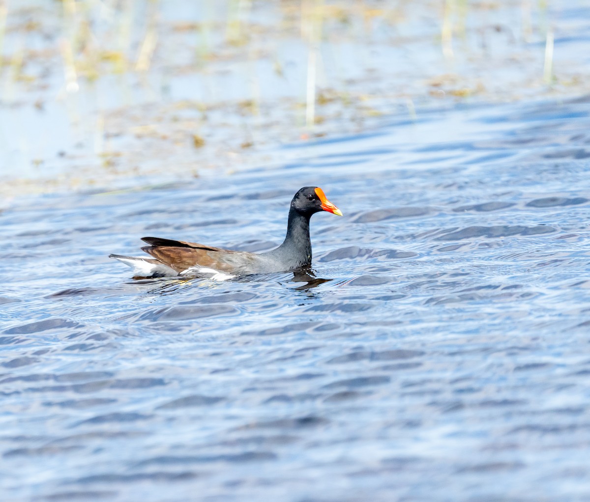 Common Gallinule - ML634163025