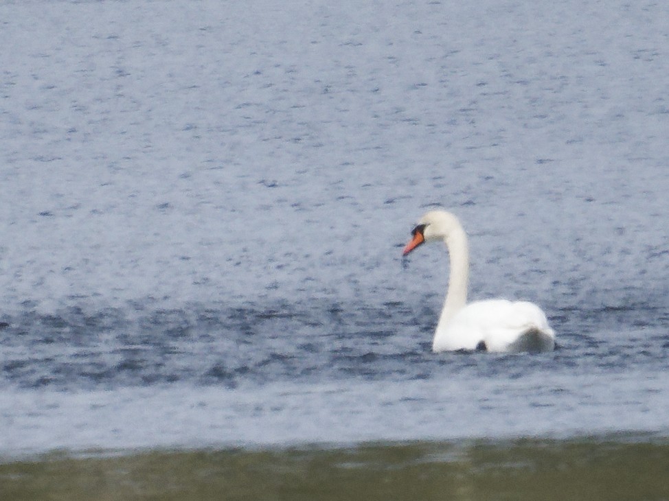 Хуруут хун - ML634163099