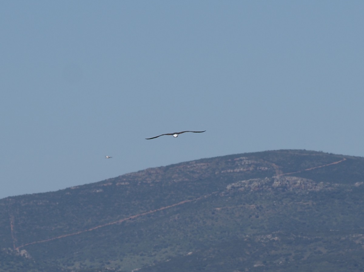 Lesser Black-backed Gull - ML634163138