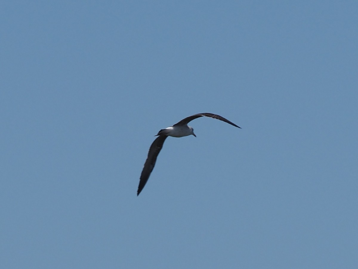 Lesser Black-backed Gull - ML634163139
