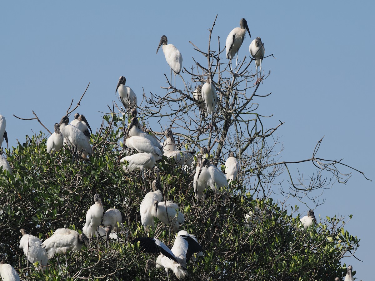Wood Stork - ML634163266