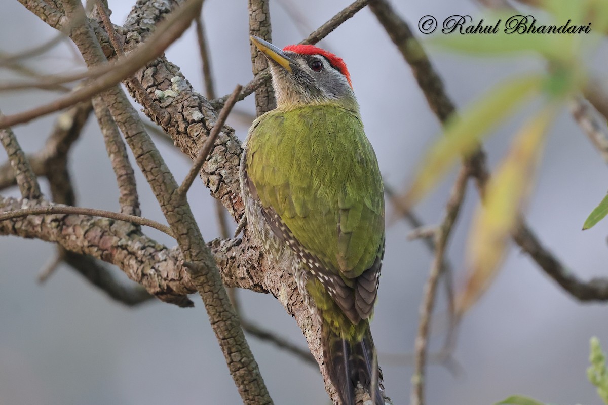 Streak-throated Woodpecker - ML634163388