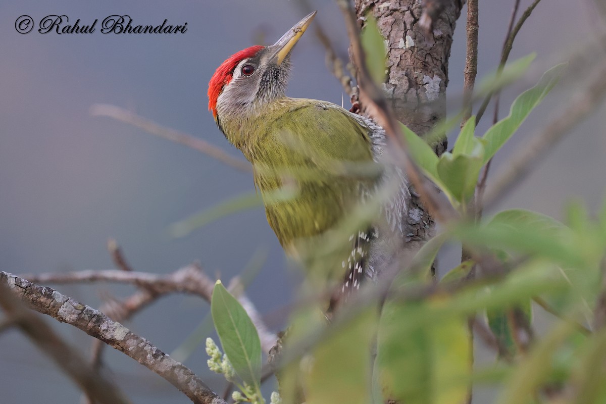 Streak-throated Woodpecker - ML634163389