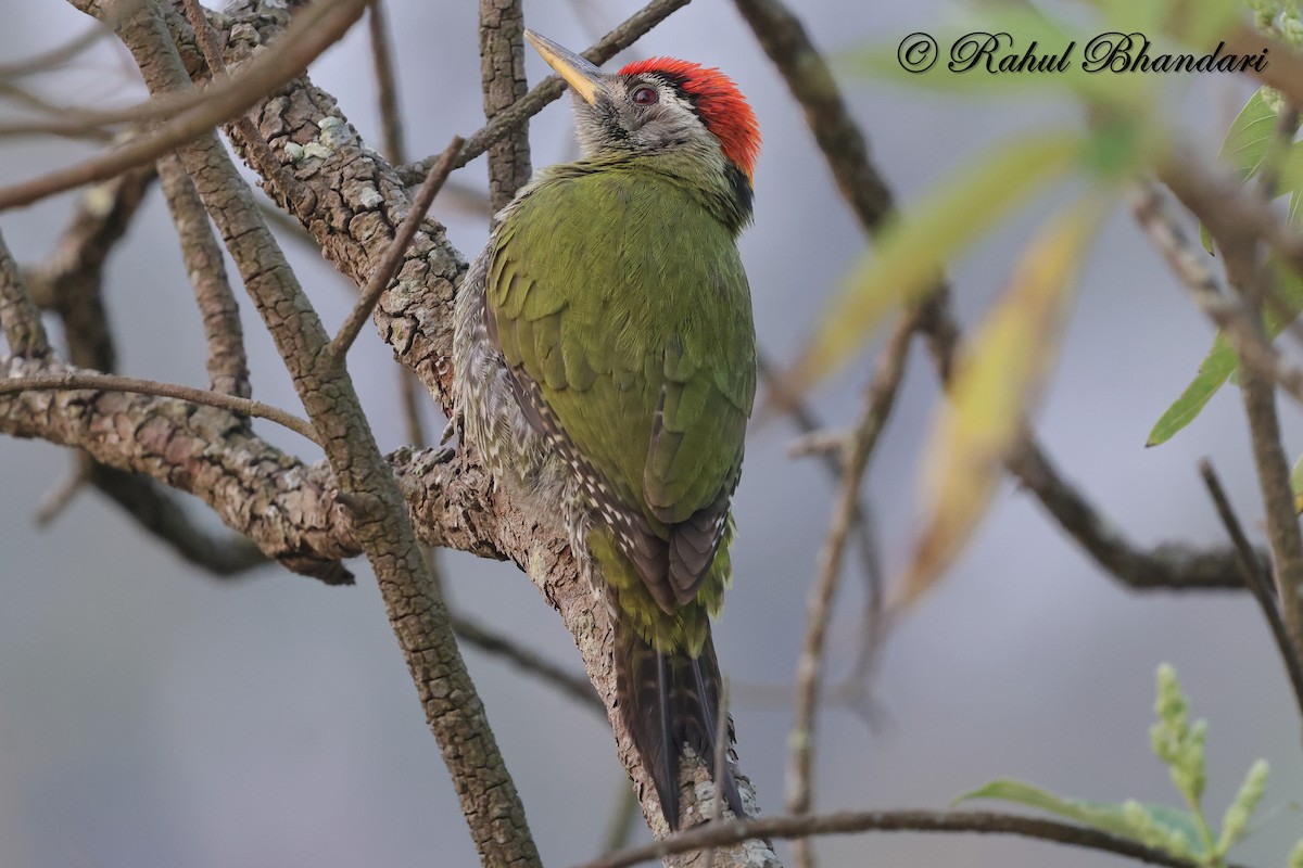 Streak-throated Woodpecker - ML634163395